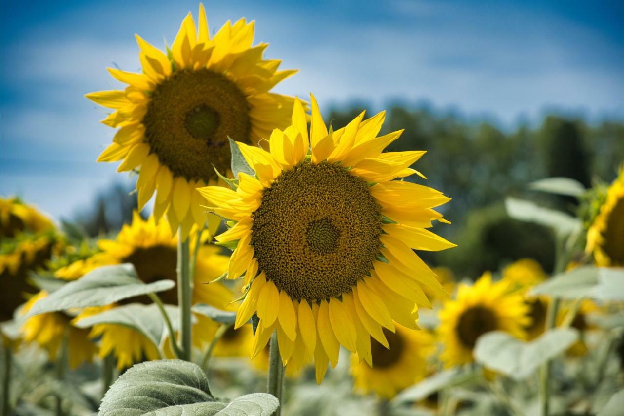 La Bastide Au Ventoux Bed & Breakfast เบดวง ภายนอก รูปภาพ